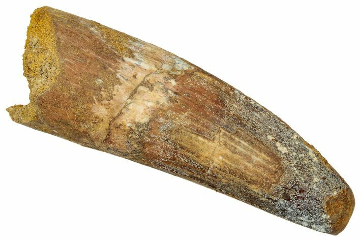 Fossil Spinosaurus Tooth - Real Dinosaur Tooth #329607